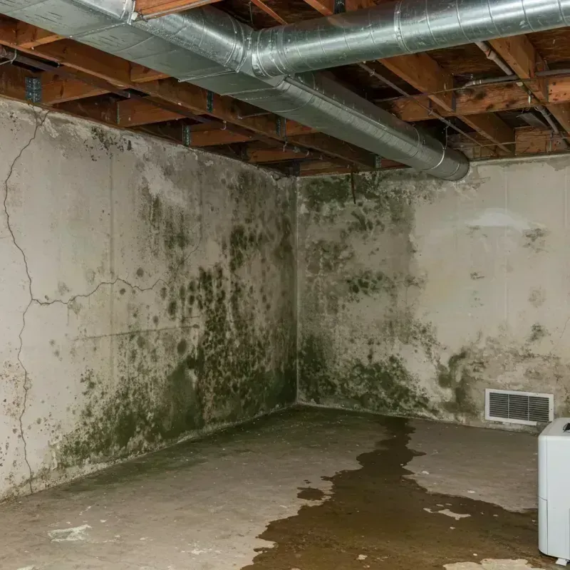 Professional Mold Removal in Wolverine Lake, MI